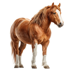 Obraz premium Beautiful chestnut horse standing gracefully equine animal portrait isolated on transprint background