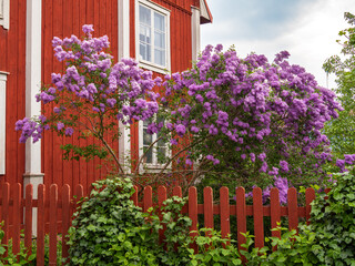 Blooming Purple Flowers by a Red Wooden House