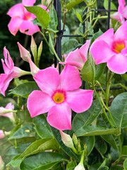 pink flowers on a vine in summer bloom