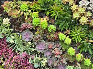 Succulent garden arranged in colorful diagonal rows like living art