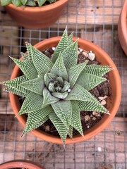 Top-down view of aloe vera succulent in terra cotta pot