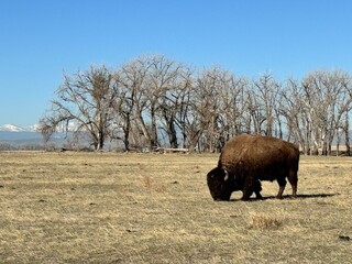 A lone bison grazing in a dry winter field 