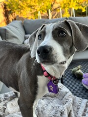 portrait of a pit bull