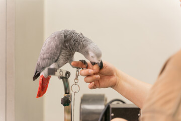 A woman gently interacts with a grey parrot, showcasing a moment of connection between human and...