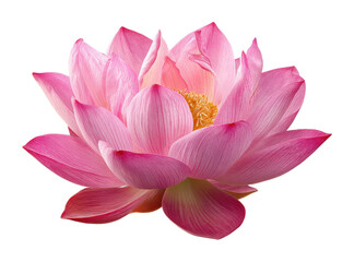 Elegant pink lotus blossom nature garden floral tranquil environment
