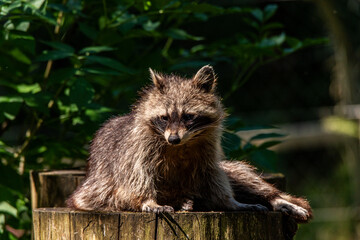 Waschbär