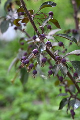 A tree of paradise apples. Tiny lilac fruits. Beautiful photo 5.