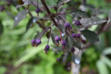 A tree of paradise apples. Tiny lilac fruits. Beautiful photo 2.