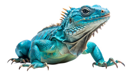 Grand Cayman Blue Iguana isolated on white background