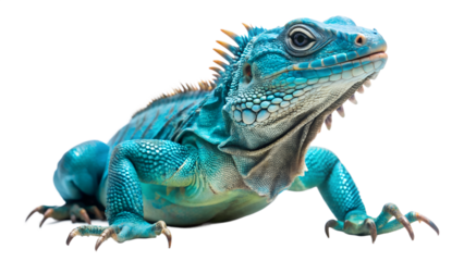 Grand Cayman Blue Iguana isolated on white background