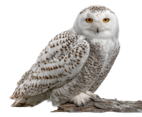 Majestic snowy owl observing in natural habitat wildlife view