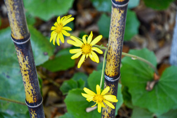 yellow flowers on a tree