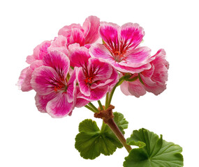 Obraz premium Vibrant pink geranium blooms in botanical floral display