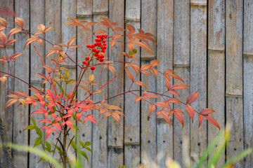 red poppies on a wooden fence