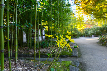 yellow flowers in the park