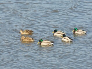 Gadwall pair swimming on the water