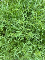 background of green arugula leaves