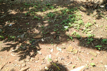 Sunlit Soil with Green Plants and Dry Leaves