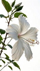 white magnolia flower