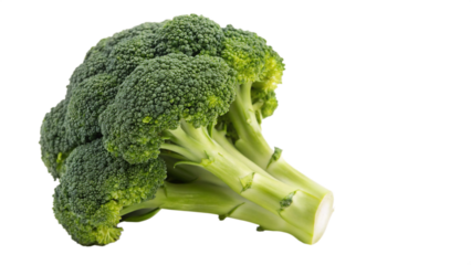 A fresh green broccoli floret isolated on a transparent background