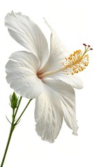 bouquet of lilies