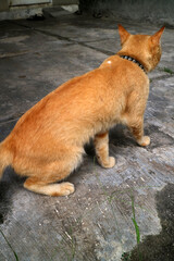 Ginger Cat Crouching on Concrete Surface