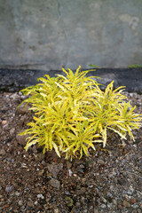 Vibrant Yellow and Green Plant in Rocky Soil