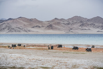 A herd of yaks walks along the grassy valleys of the Pamir highlands against the backdrop of...