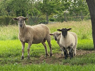 schaf, tier, bauernhof, säugetier, lamb