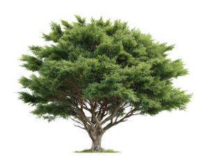 Lush green tree growth natural landscape plant