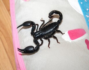 A black scorpion rests atop a soft, decorated surface