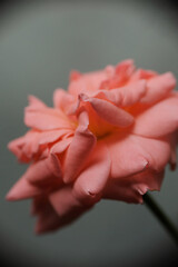 Selective focus, macro photo of peach rose in the home garden