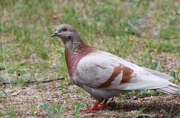 grey brown dove on the ground

