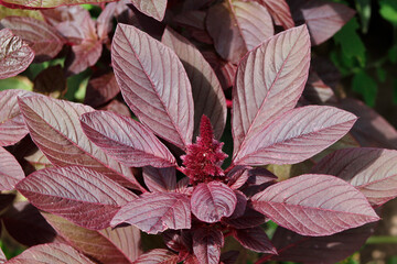 blooming amaranth in the garden close-up

