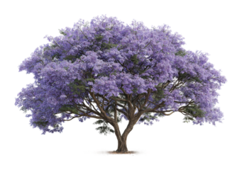 Blooming jacaranda tree in full blossom nature vibrant garden view