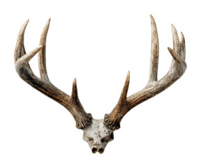 Elk antlers display natural history museum artifacts educational environment view