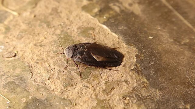 Top close-up of Egyptian Sand Cockroach standing then moving on a rock in the Syrian desert. Ideal for insect movement studies, desert life documentaries, and biological or environmental footage.