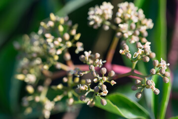 Virginia creeper, Parthenocissus flowers closeup selective focus