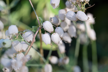  bladder campion,  maidenstears,
Silene vulgaris flowers closeup selective focus