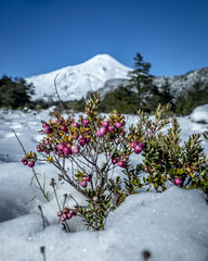 VOLCAN VILLARRICA, CHILE