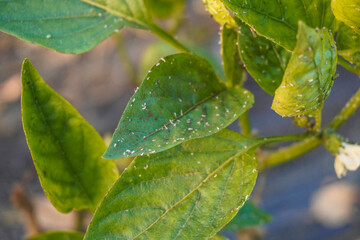 Problem of whitefly effect on leaves and branches of vegetables plants in field inside greenhouses,...