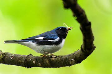 Black-throated Blue Warbler
