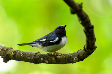 Black-throated Blue Warbler
