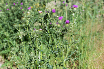 spear thistle,  Cirsium vulgare flowers closeup selective focus