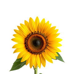 Vibrant Sunflower Bloom A Stunning Close-up of a Single Sunflower with Bright Yellow Petals and Dark Brown Center, Isolated on White Background