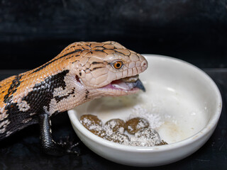 エサを食べるアオジタトカゲ