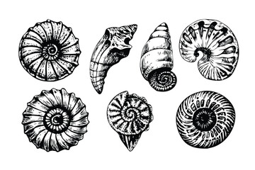 Ammonite Fossils Vector Engraving Set. Detailed Monochrome Paleontology Illustrations. Vintage Stipple & Hatching Style Icons & Symbols