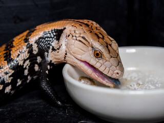 エサを食べるアオジタトカゲ