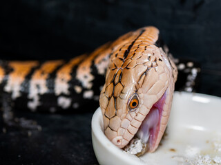 エサを食べるアオジタトカゲ