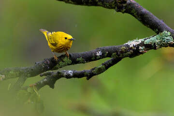 Yellow Warbler